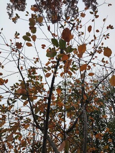 秋日树枝上的斑斓树叶