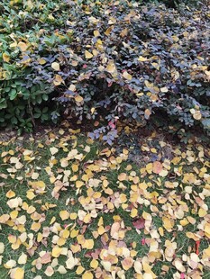 落叶铺地的多彩秋日景象