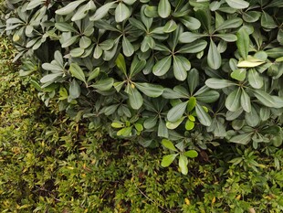 绿叶繁茂的灌木丛