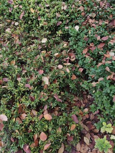 地面上的多彩落叶植物