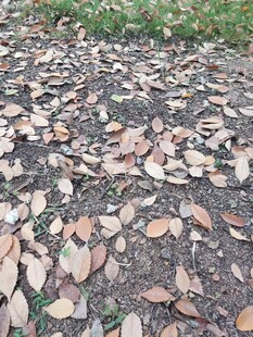 地面散落的枯黄落叶