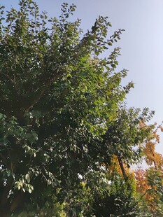 繁茂绿树展现自然生机