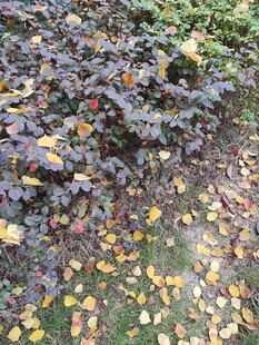 落叶铺地的多彩植物景观