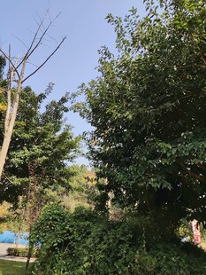 户外绿树与电线杆景象