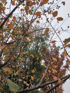 秋日枝头斑斓树叶景象