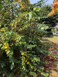 秋日繁茂绿植景观