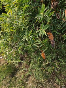 翠绿植物枝叶特写