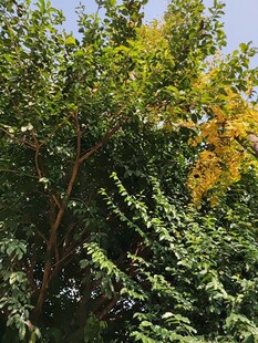 秋日繁茂绿树景致