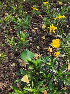 小径旁绽放的黄色野花