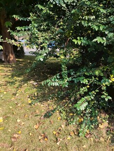 绿叶繁茂的户外树木景观