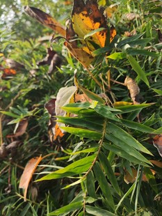 秋日植物绿叶与枯叶交织