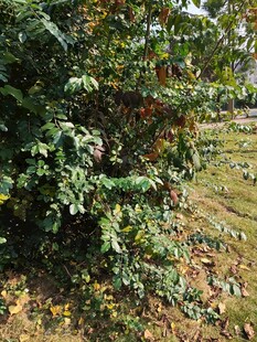 茂密绿植下的地面景象