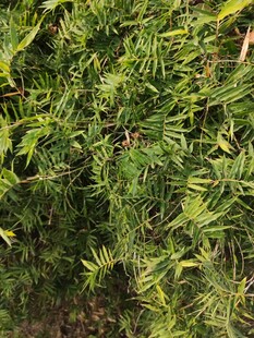 茂密翠绿的植物景观