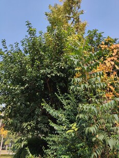 繁茂绿植蓝天映衬下的生机