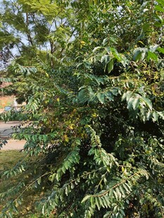 绿叶繁茂的树木