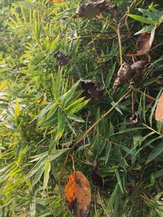 繁茂绿植中的多彩叶片