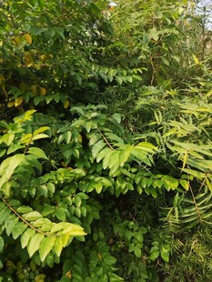 茂密翠绿的植物景观