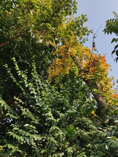 秋日繁茂绿植景观