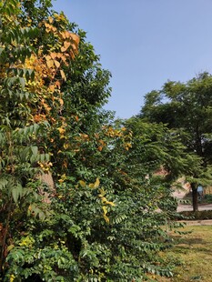 枝头繁花盛开的绿树