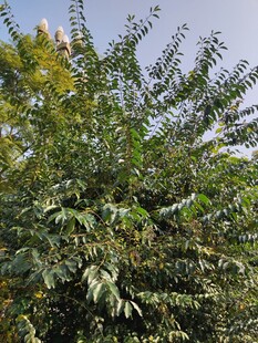 繁茂绿植展现自然生机