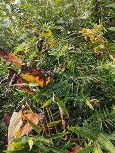 绿叶间的多彩植物