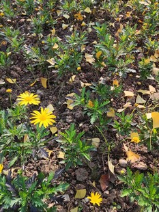 地面上的黄色小花