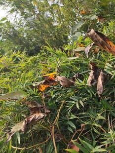 繁茂绿植中的枯黄叶片