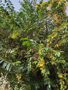 繁茂绿植间的黄色小花