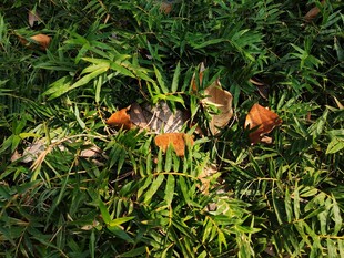 草丛中的橙色花朵