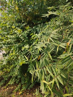 翠绿繁茂的竹林景观