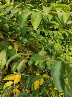 绿叶间的黄色叶片