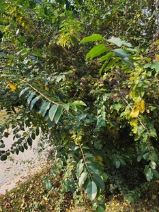 绿叶繁茂的灌木丛