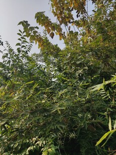 繁茂绿树展现自然生机