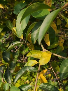 绿叶间的黄绿叶片