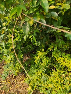 繁茂绿植自然生机景象