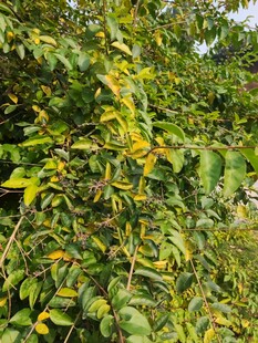 繁茂绿植展现自然生机