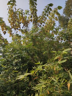 繁茂绿植展现自然生机