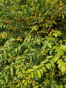 茂密翠绿的植物景观