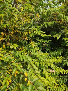 繁茂绿叶植物景观