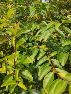 翠绿繁茂的植物枝叶