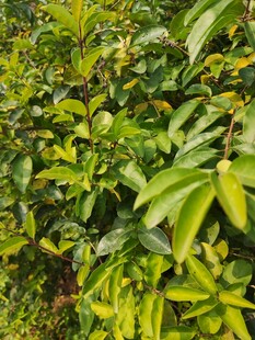 繁茂绿植与黄色果实景致