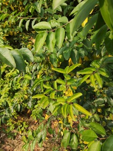 繁茂绿植生机盎然
