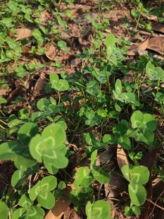 地面上的嫩绿植物
