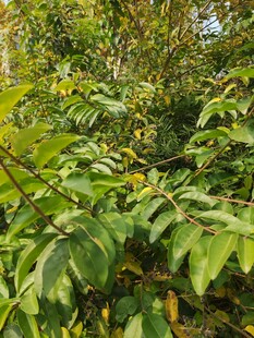 繁茂绿植展现自然生机