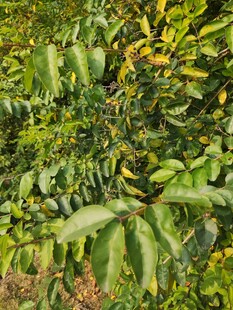 繁茂的绿色植物景观