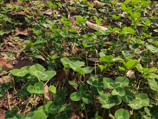 绿叶繁茂的田间植物景观