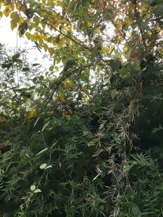 繁茂绿植尽显自然生机