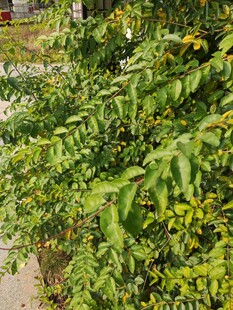 路边繁茂绿植景观