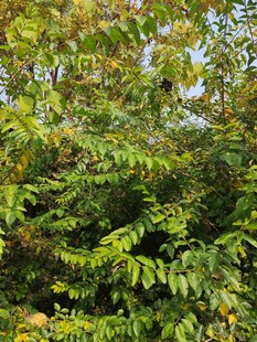 茂密翠绿的树叶景观