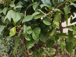 绿叶繁茂的植物景象